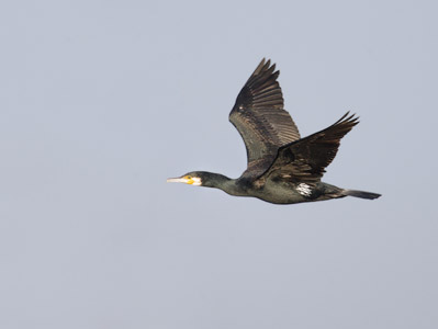 Great Cormorant (Phalacrocorax carbo) photo image