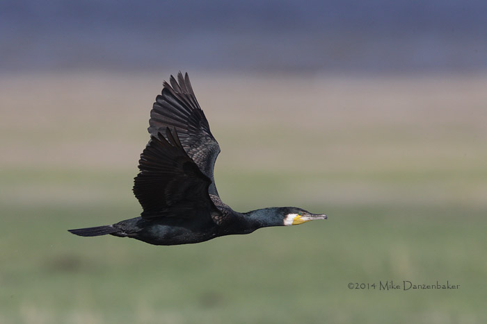 Great Cormorant (Phalacrocorax carbo) photo image