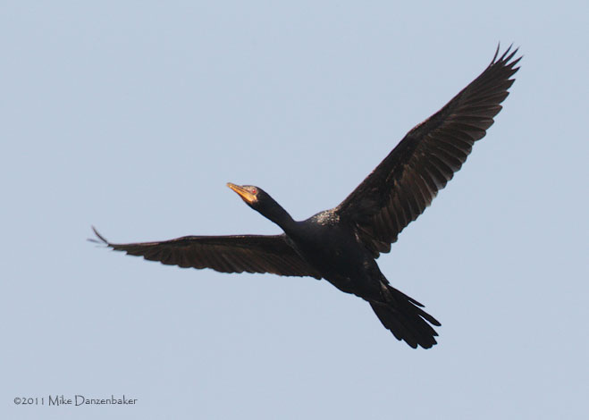 Reed Cormorant (Microcarbo africanus) photo image