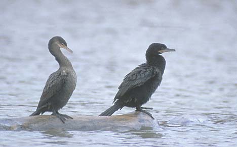 Neotropic Cormorant (Phalacrocorax brasilianus) photo image
