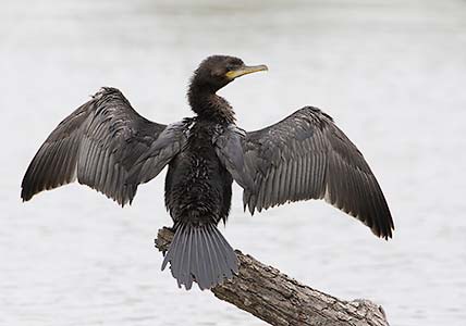 Neotropic Cormorant (Phalacrocorax brasilianus) photo