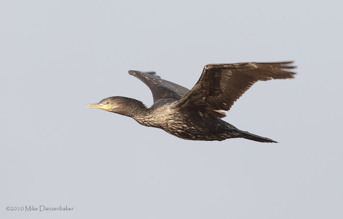 Neotropic Cormorant (Phalacrocorax brasilianus) photo image