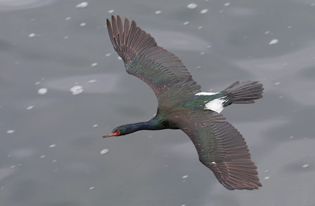 Pelagic Cormorant (Phalacrocorax pelagicus) photo image