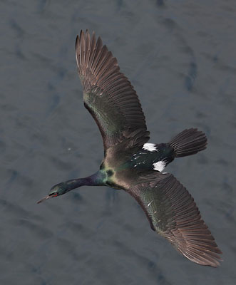 Pelagic Cormorant (Phalacrocorax pelagicus) photo