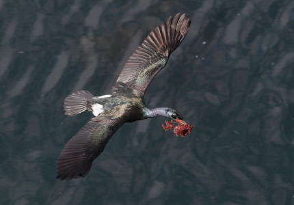 Pelagic Cormorant (Phalacrocorax pelagicus) photo image