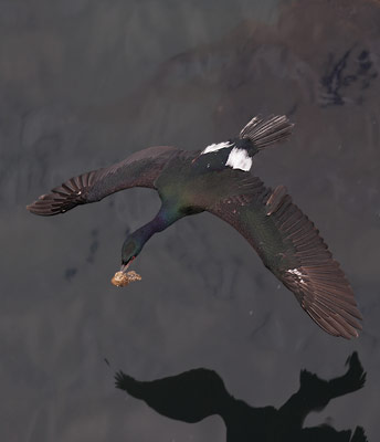 Pelagic Cormorant (Phalacrocorax pelagicus) photo image