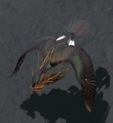 Pelagic Cormorant (Phalacrocorax pelagicus) photo image
