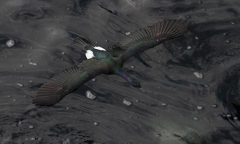 Pelagic Cormorant (Phalacrocorax pelagicus) photo image
