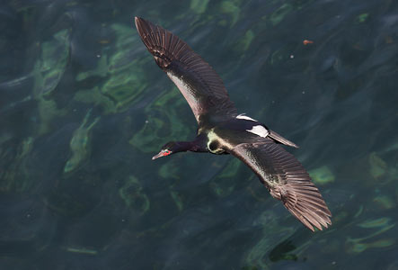 Pelagic Cormorant (Phalacrocorax pelagicus) photo image