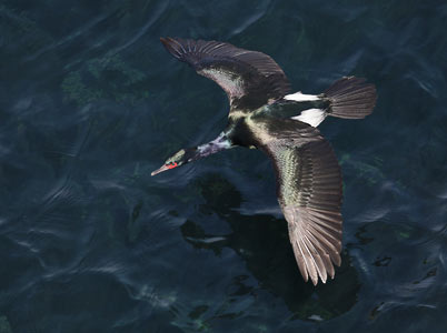 Pelagic Cormorant (Phalacrocorax pelagicus) photo image