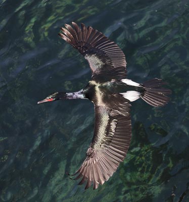 Pelagic Cormorant (Phalacrocorax pelagicus) photo image