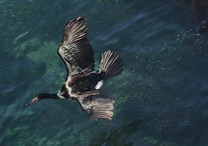 Pelagic Cormorant (Phalacrocorax pelagicus) photo image