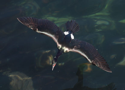 Pelagic Cormorant (Phalacrocorax pelagicus) photo image
