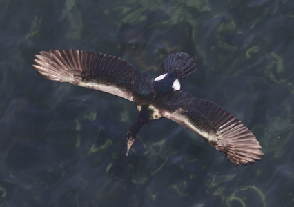 Pelagic Cormorant (Phalacrocorax pelagicus) photo image