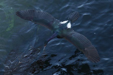 Pelagic Cormorant (Phalacrocorax pelagicus) photo image