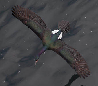 Pelagic Cormorant (Phalacrocorax pelagicus) photo image