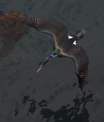 Pelagic Cormorant (Phalacrocorax pelagicus) photo image