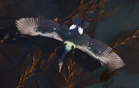 Pelagic Cormorant (Phalacrocorax pelagicus) photo image