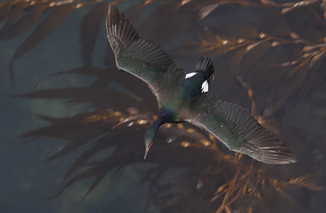 Pelagic Cormorant (Phalacrocorax pelagicus) photo image