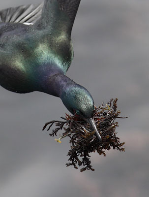 Pelagic Cormorant (Phalacrocorax pelagicus) photo image