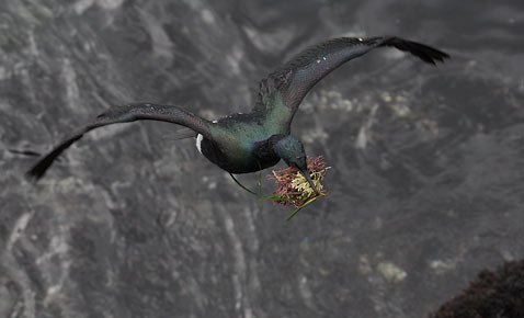 Pelagic Cormorant (Phalacrocorax pelagicus) photo image