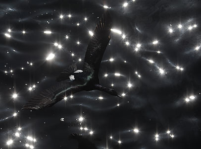 Pelagic Cormorant (Phalacrocorax pelagicus) photo image