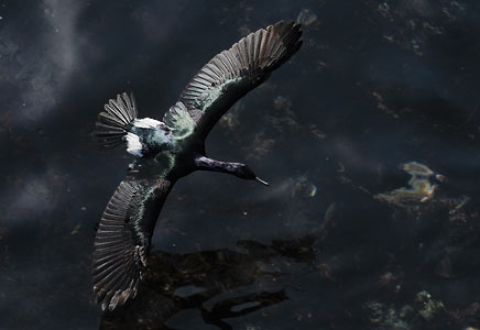 Pelagic Cormorant (Phalacrocorax pelagicus) photo image