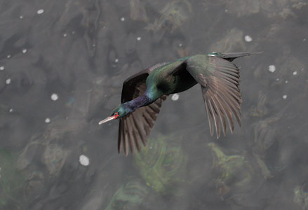 Pelagic Cormorant (Phalacrocorax pelagicus) photo image
