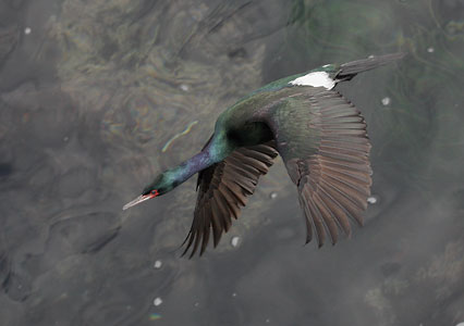 Pelagic Cormorant (Phalacrocorax pelagicus) photo image