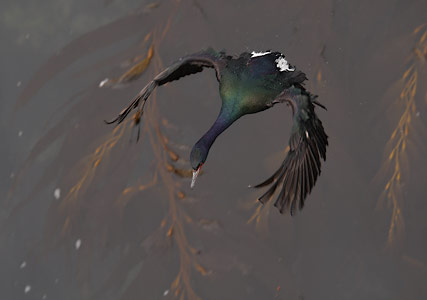 Pelagic Cormorant (Phalacrocorax pelagicus) photo image