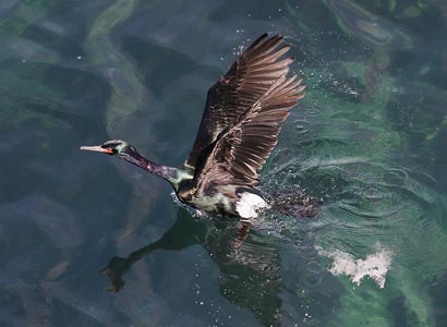 Pelagic Cormorant (Phalacrocorax pelagicus) photo image