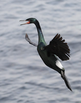 Pelagic Cormorant (Phalacrocorax pelagicus) photo image