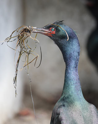 Pelagic Cormorant (Phalacrocorax pelagicus) photo image