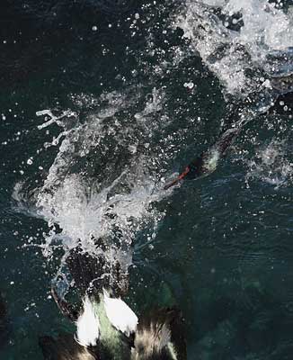 Pelagic Cormorant (Phalacrocorax pelagicus) photo image