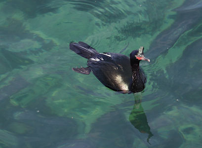 Pelagic Cormorant (Phalacrocorax pelagicus) photo image
