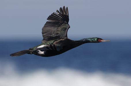 Pelagic Cormorant (Phalacrocorax pelagicus) photo image