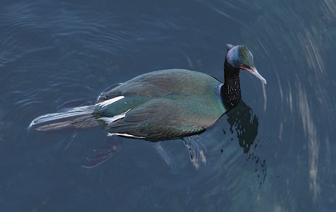 Pelagic Cormorant (Phalacrocorax pelagicus) photo image