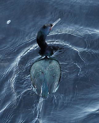 Pelagic Cormorant (Phalacrocorax pelagicus) photo image