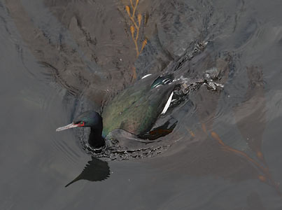 Pelagic Cormorant (Phalacrocorax pelagicus) photo image