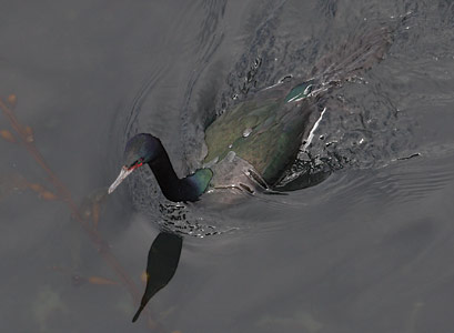 Pelagic Cormorant (Phalacrocorax pelagicus) photo image