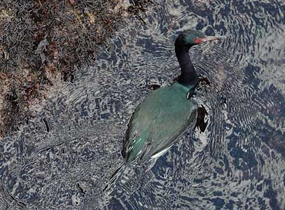 Pelagic Cormorant (Phalacrocorax pelagicus) photo image