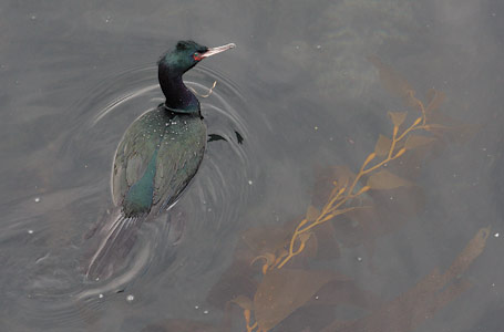 Pelagic Cormorant (Phalacrocorax pelagicus) photo image