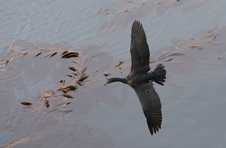 Pelagic Cormorant (Phalacrocorax pelagicus) photo image