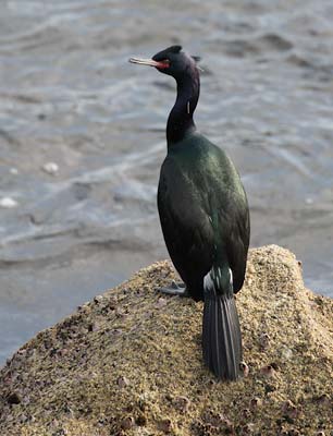 Pelagic Cormorant (Phalacrocorax pelagicus) photo image