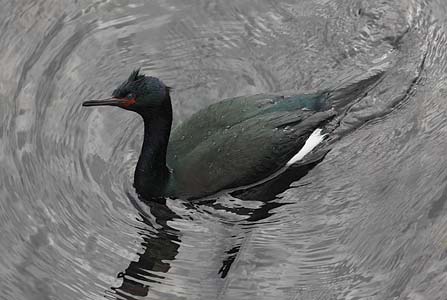 Pelagic Cormorant (Phalacrocorax pelagicus) photo image