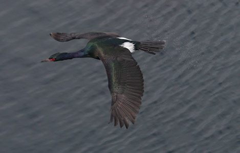 Pelagic Cormorant (Phalacrocorax pelagicus) photo image