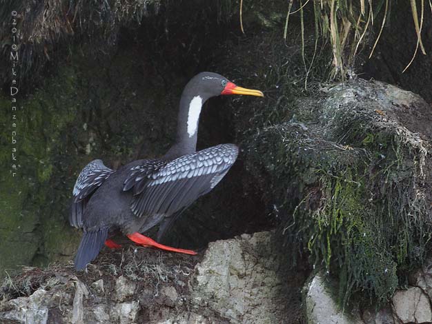 Red-legged Cormorant (Phalacrocorax gaimardi) photo image