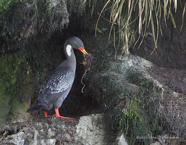 Red-legged Cormorant (Phalacrocorax gaimardi) photo image