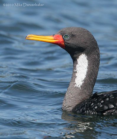 Red-legged Cormorant (Phalacrocorax gaimardi) photo image