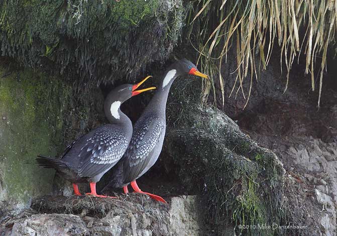 Red-legged Cormorant (Phalacrocorax gaimardi) photo image